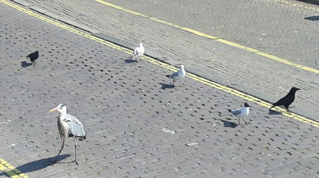 Airone cenerino (Ardea cinerea) olandese